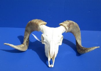 African Merino Ram, Sheep Skull with Horns 18 to 29 inches <font color=red> Wholesale</font> - $155.00 each; 3 @ $140.00 each