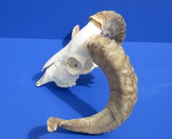 African Merino Ram, Sheep Skull with Horns 18 to 29 inches <font color=red> Wholesale</font> - $155.00 each; 3 @ $140.00 each
