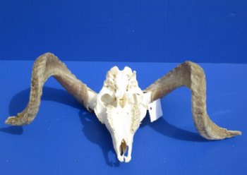 African Merino Ram, Sheep Skull with Horns 18 to 29 inches <font color=red> Wholesale</font> - $155.00 each; 3 @ $140.00 each
