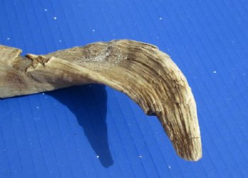 African Merino Ram, Sheep Skull with Horns 18 to 29 inches <font color=red> Wholesale</font> - $155.00 each; 3 @ $140.00 each