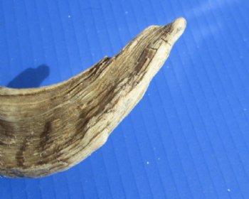 African Merino Ram, Sheep Skull with Horns 18 to 29 inches <font color=red> Wholesale</font> - $155.00 each; 3 @ $140.00 each