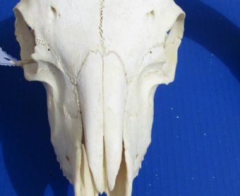 African Merino Ram, Sheep Skull with Horns 18 to 29 inches <font color=red> Wholesale</font> - $155.00 each; 3 @ $140.00 each