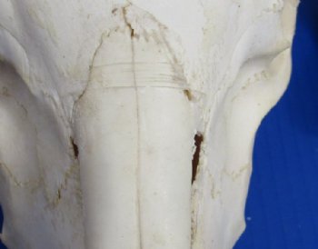 African Merino Ram, Sheep Skull with Horns 18 to 29 inches <font color=red> Wholesale</font> - $155.00 each; 3 @ $140.00 each