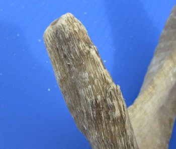 African Merino Ram, Sheep Skull with Horns 18 to 29 inches <font color=red> Wholesale</font> - $155.00 each; 3 @ $140.00 each