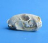 Mink Skulls <font color=red>Wholesale Special</font> 40 @ $8.50 each (Delivery Signature Required)