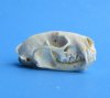American Mink Skull for Sale 2-1/2 to 3-1/2 inches -<font color=red> $19.99 each</font>  Plus $5.50 First Class Postage