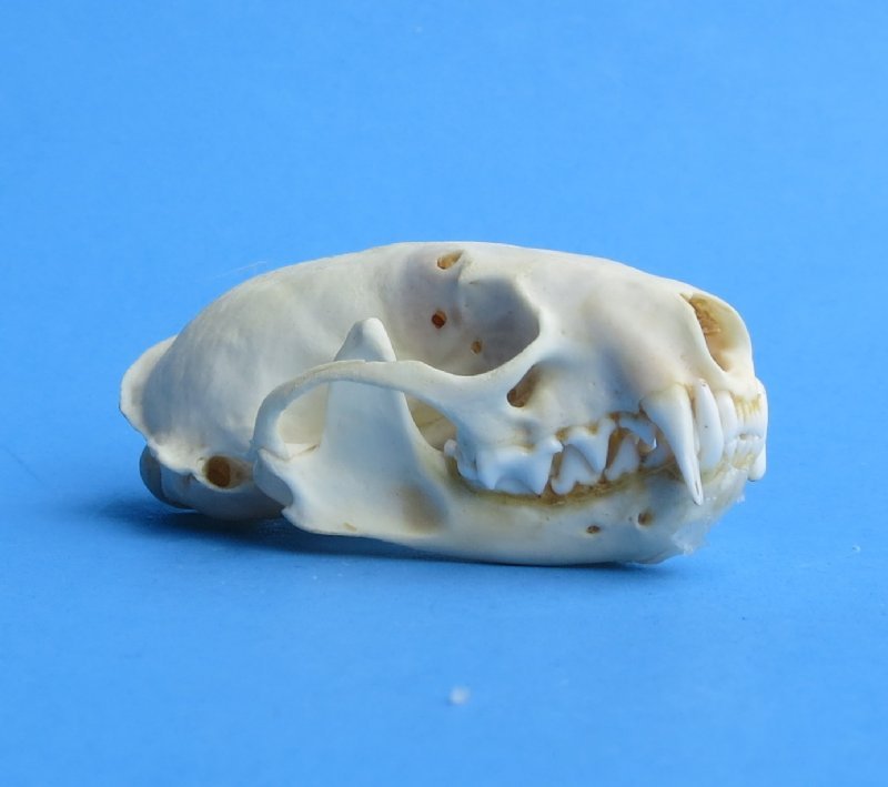 Wholesale American Mink Skulls for Sale in Bulk Wholesale American Mink Skulls for Sale in Bulk
