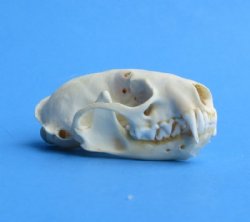 Mink Skulls <font color=red> Wholesale</font> 2-1/2 to 3 inches - 8 @ $12.00 each