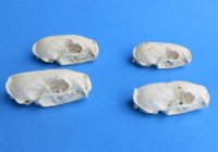 Mink Skulls <font color=red> Wholesale</font> 2-1/2 to 3 inches - 8 @ $12.00 each