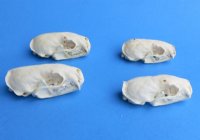 American Mink Skull 2-1/2 to 3-1/2 inches - $17.99 each