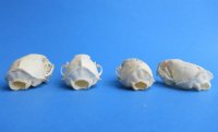 Mink Skulls <font color=red> Wholesale</font> 2-1/2 to 3 inches - 8 @ $12.00 each