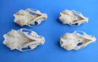 American Mink Skull 2-1/2 to 3-1/2 inches - $17.99 each