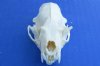 2-1/2 to 3-1/8 inches Wholesale Number 2 Quality Real American Mink Skulls for Sale - Pack of 14 @ $7.00 each