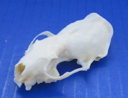 Mink Top Skull  2-1/2 to 3 inches - $7.99 (Plus $7.50 Postage)