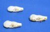 <font color=red>Wholesale</font> Authentic Tiny North American Mole Skulls for Sale 1-1/4 to 1-1/2 inches - Pack of 7 @ <font color=red> $13.00 each</font> (Plus $9.65 First Class Mail)