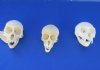 Wholesale Female Vervet Monkey Skulls for Sale, 3-1/4 to 3-7/8 inches - $95 each 