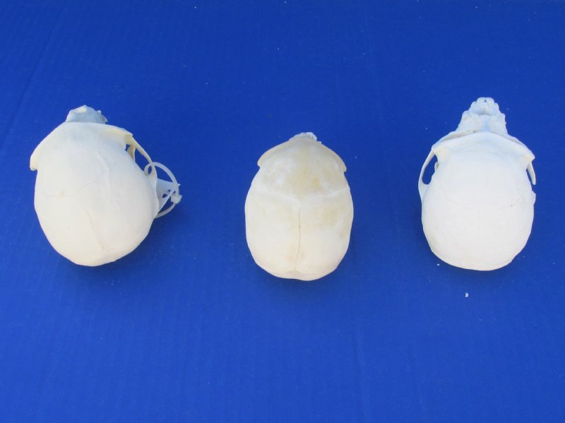 Wholesale Female Vervet Monkey Skull for Sale at Worldwide Wildlife