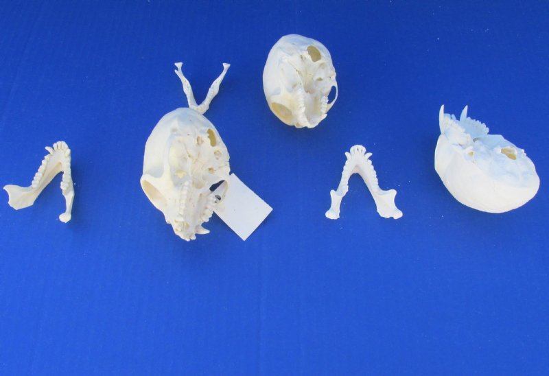 Wholesale Female Vervet Monkey Skull for Sale at Worldwide Wildlife