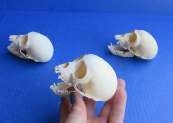 Female Vervet Monkey Skull <font color=red> Wholesale</font> 3-1/2 to 3-3/4 inches - $114.99 (CITES #P-000044854)