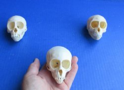 Female Vervet Monkey Skull <font color=red> Wholesale</font> 3-1/2 to 3-3/4 inches - $114.99 (CITES #P-000044854)