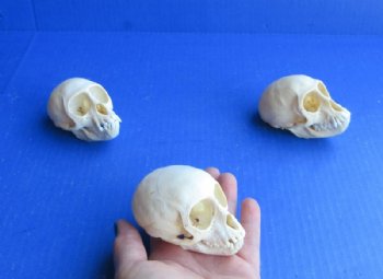 Female Vervet Monkey Skull <font color=red> Wholesale</font> 3-1/2 to 3-3/4 inches - $114.99 (CITES #P-000044854)