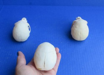 Female Vervet Monkey Skull <font color=red> Wholesale</font> 3-1/2 to 3-3/4 inches - $114.99 (CITES #P-000044854)