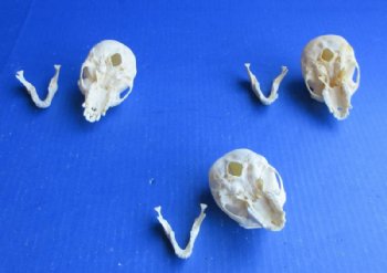 Female Vervet Monkey Skull <font color=red> Wholesale</font> 3-1/2 to 3-3/4 inches - $114.99 (CITES #P-000044854)