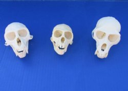 4 to 4-1/2 inches Real Male African Vervet Monkey Skulls <font color=red> Wholesale</font> $125 each (CITES 302309)