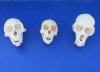 4 to 4-1/2 inches Wholesale Real Male Monkey Skull for Sale from African Vervet Monkeys - $105.00 each 