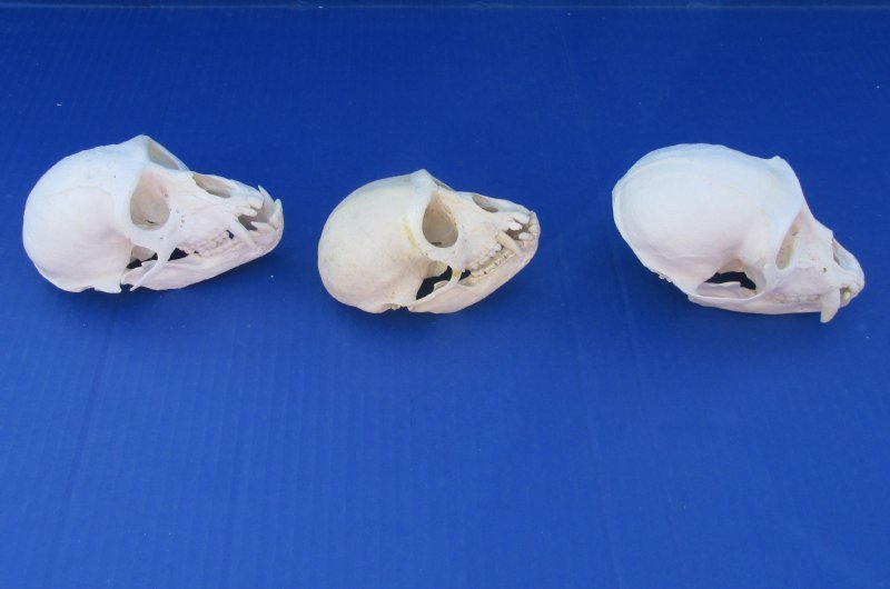 4 to 41/2 inches Wholesale Real Male Monkey Skull for Sale 105 each