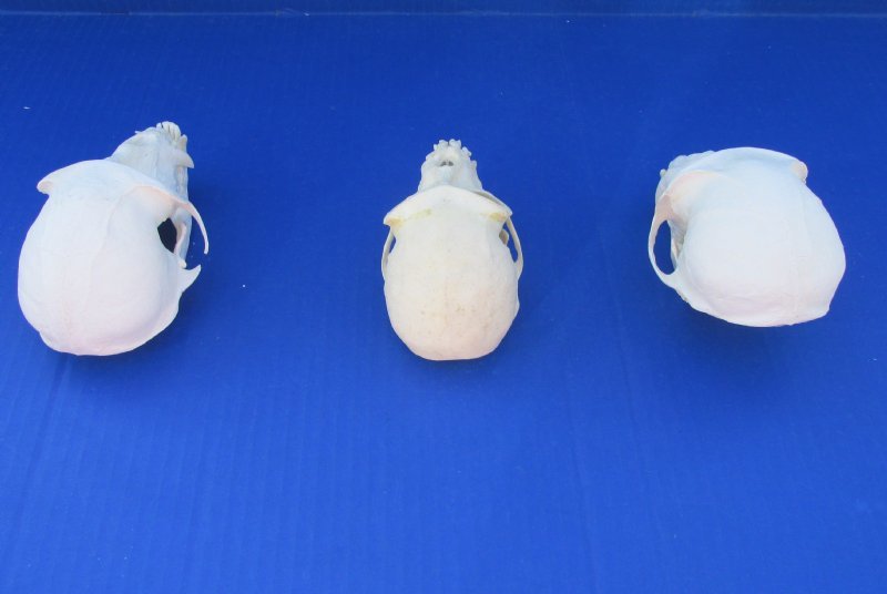 4 to 41/2 inches Wholesale Real Male Monkey Skull for Sale 105 each