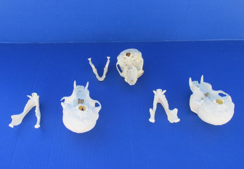 4 to 41/2 inches Wholesale Real Male Monkey Skull for Sale 105 each