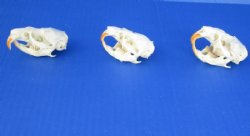 Muskrat Skulls  Who...