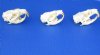 2-1/4 to 2-3/4 inches Muskrat Skulls <font color=red> Wholesale Special</font>   - 40 @ $8.50 each (Delivery Signature Required)