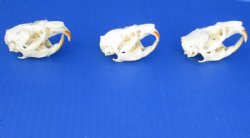 Muskrat Skulls <font color=red> Wholesale</font> 2-1/4 to 2-3/4 inches - 7 @  $14.00 each