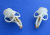2-1/2 inches Wholesale Top Skulls of North American Muskrats for Sale (no bottom jaws) - Pack of 20 @ $6.50 each 