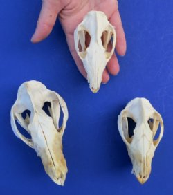 Opossum Skull, Possum Skull 3 to 5-1/2 inches - $53.99 each 