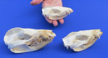 Opossum Skull, Possum Skull 3 to 5-1/2 inches - $53.99 each 