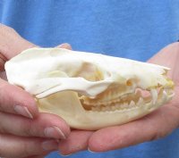 Opossum Skulls, Possum Skulls  <font color=red> Wholesale </font>- 4 @ $36.00 each