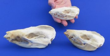 Opossum Skulls, Possum Skulls  <font color=red> Wholesale </font>- 4 @ $36.00 each