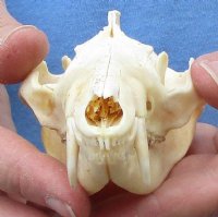Opossum Skulls, Possum Skulls  <font color=red> Wholesale </font>- 4 @ $36.00 each