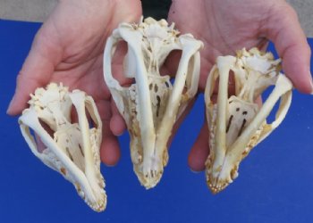 Opossum Skulls, Possum Skulls  <font color=red> Wholesale </font>- 4 @ $36.00 each