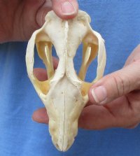 Opossum Skulls, Possum Skulls  <font color=red> Wholesale </font>- 4 @ $36.00 each