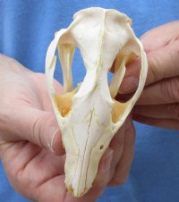 Opossum Skulls, Possum Skulls  <font color=red> Wholesale </font>- 4 @ $36.00 each