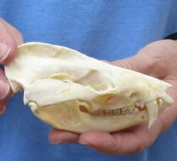 Opossum Skulls, Possum Skulls  <font color=red> Wholesale </font>- 4 @ $36.00 each