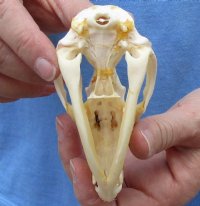 Opossum Skulls, Possum Skulls  <font color=red> Wholesale </font>- 4 @ $36.00 each