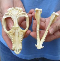 Opossum Skulls, Possum Skulls  <font color=red> Wholesale </font>- 4 @ $36.00 each