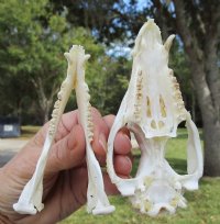 Opossum Skulls, Possum Skulls  <font color=red> Wholesale </font>- 4 @ $36.00 each