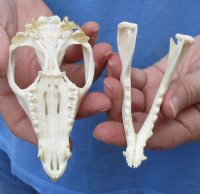Opossum Skulls, Possum Skulls  <font color=red> Wholesale </font>- 4 @ $36.00 each