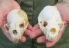 4 to 4-1/2 inches Wholesale River Otter Skull for Sale from North America -   Pack of 3 @ $38.00 each; Pack of 6 @ $34.00 each